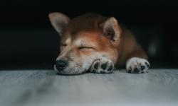 Featured image of post 寝ても寝ても眠いのはなぜ？私が体験した過眠の原因と対処法