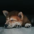 寝ても寝ても眠いのはなぜ？私が体験した過眠の原因と対処法